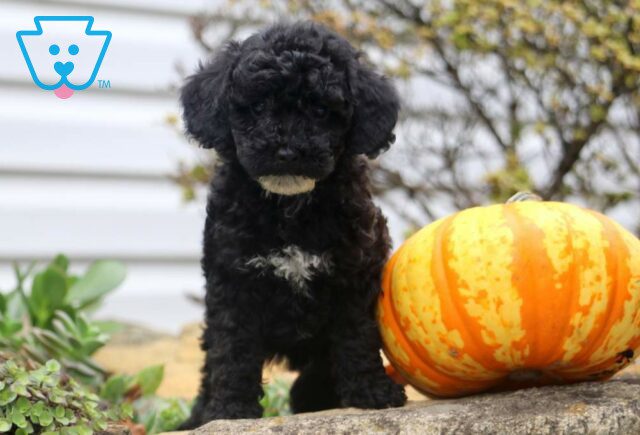 Piper Mini Poodle2 image