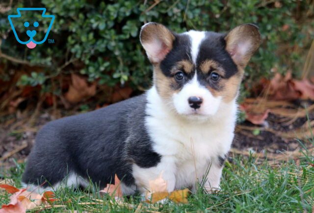 Pixie Corgi image