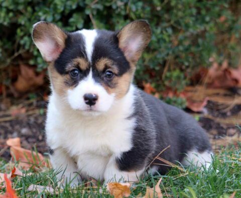 Pixie Corgi2