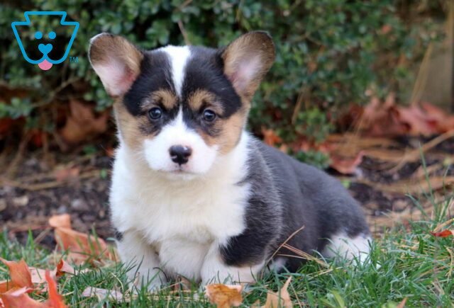 Pixie Corgi2 image