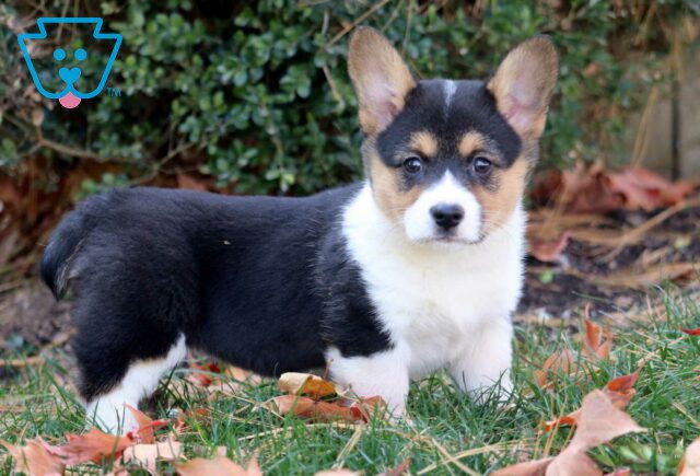 Plum Corgi image