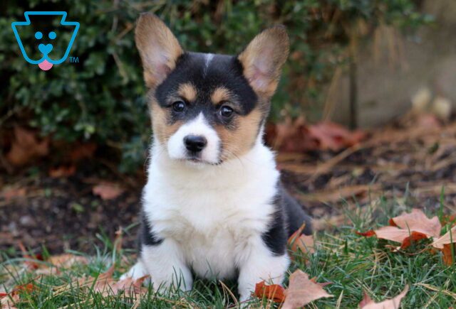 Plum Corgi2 image