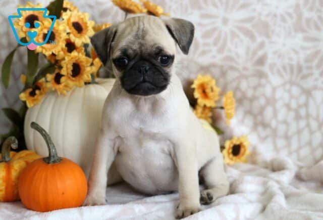 Pluto Pug image
