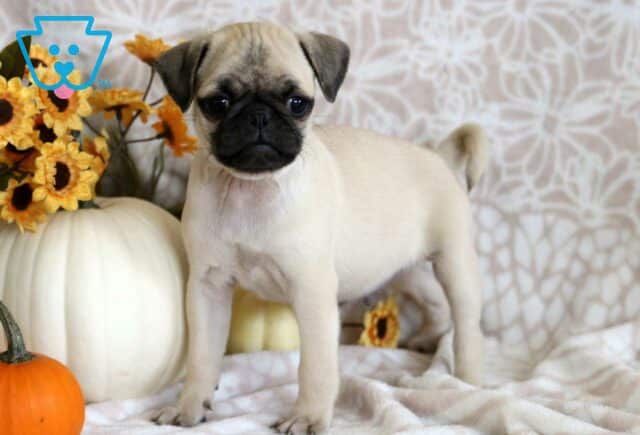 Pluto Pug2 image