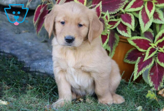 Prince Golden Retriever image