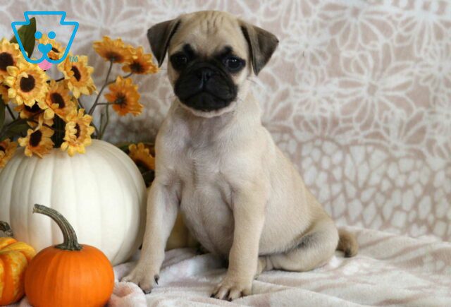 Prince Pug image