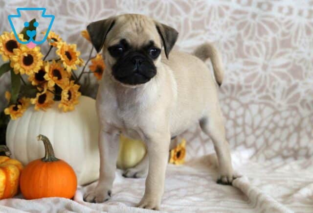 Prince Pug2 image