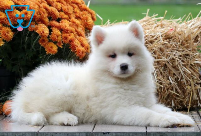 Princess Samoyed image