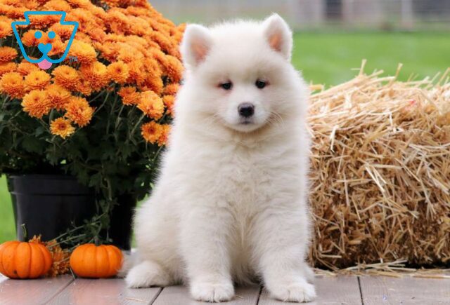 Princess Samoyed2 image