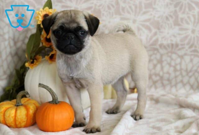 Pumpkin Pug image