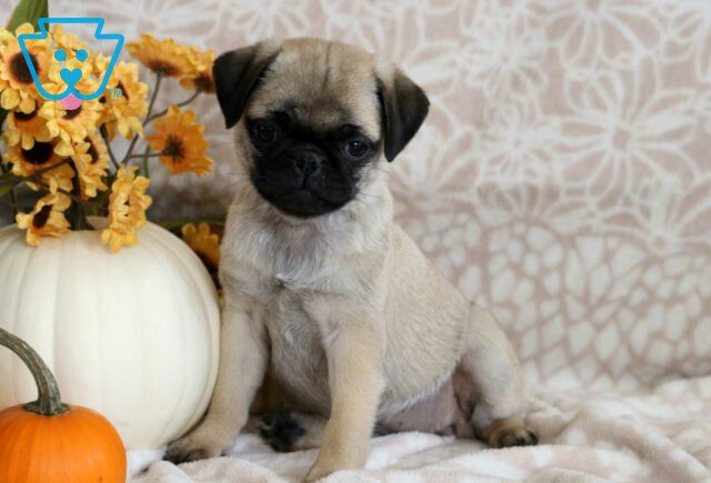 Pumpkin Pug2 image