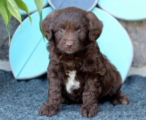 Remi Mini Aussiedoodle