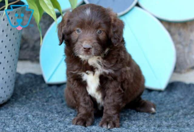 River Mini Aussiedoodle image