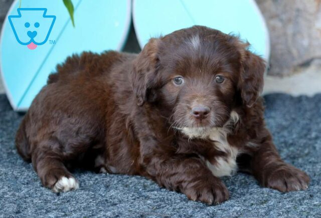 River Mini Aussiedoodle2 image