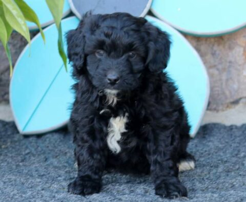 Roman Mini Aussiedoodle