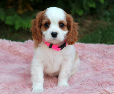 Ruffels Cavalier