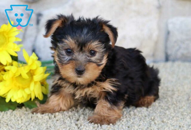 Sahsa Yorkie image