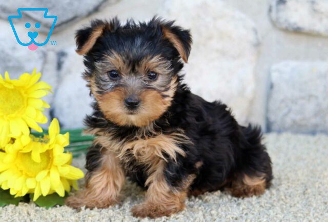 Sahsa Yorkie2 image