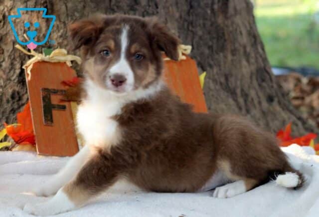 Scrappy Border Collie Mix2 image