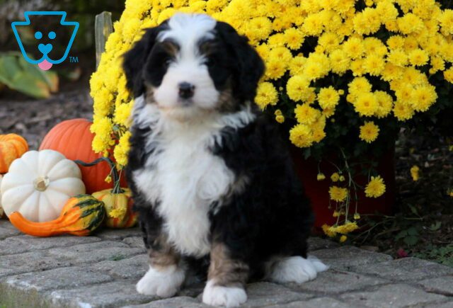 Simba Mini Bernedoodle image