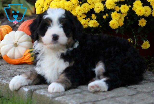 Simba Mini Bernedoodle2 image