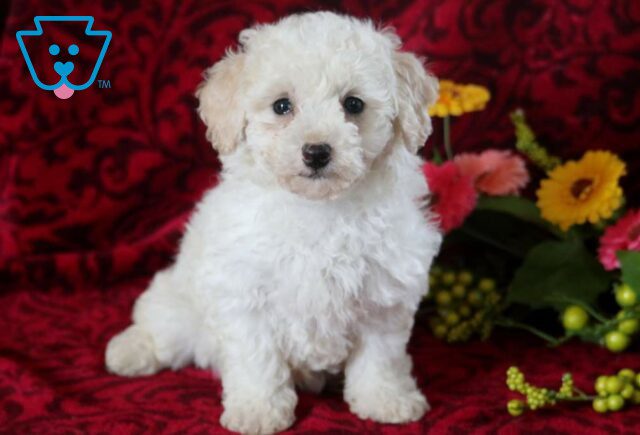 Sophie Bichpoo image