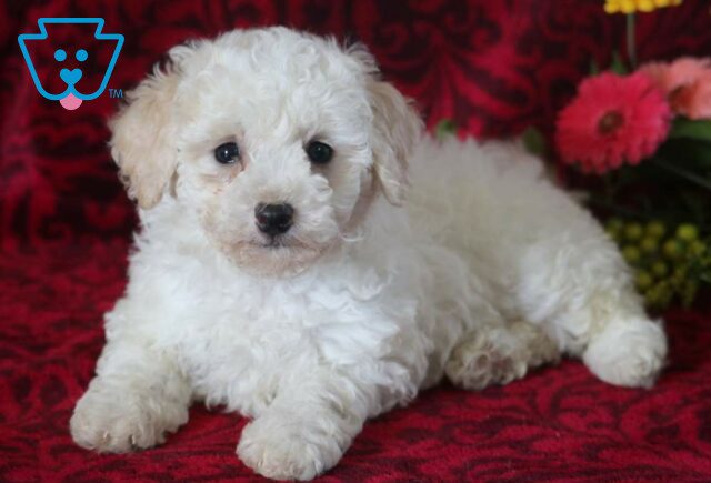 Sophie Bichpoo2 image