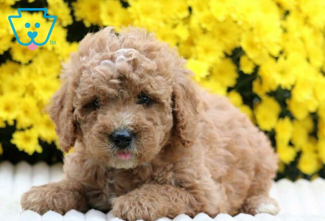 Spot Cavapoo image
