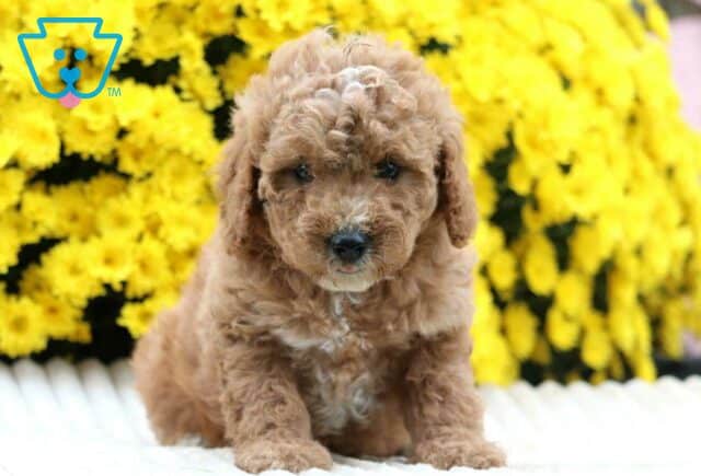Spot Cavapoo2 image