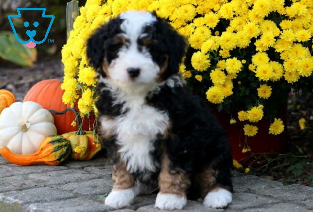 Spyro Mini Bernedoodle image