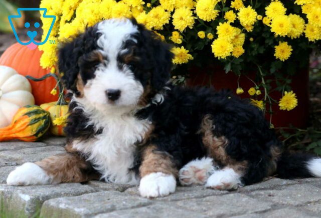 Spyro Mini Bernedoodle2 image