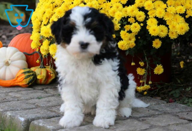 Strawberry Mini Bernedoodle image