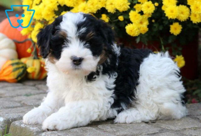 Strawberry Mini Bernedoodle2 image