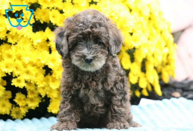 Sugar Mini Poodle image