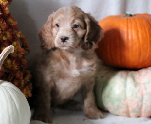 Suki Cockapoo
