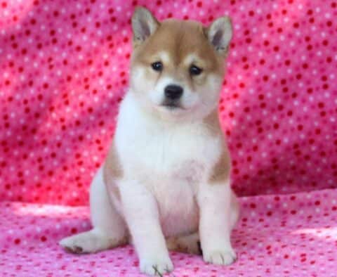 Sweet Pea Shiba Inu