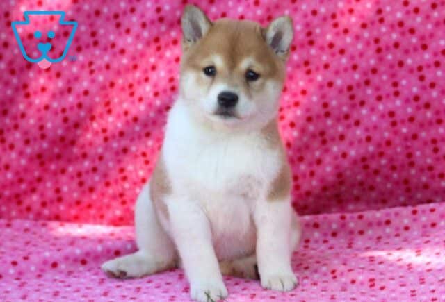 Sweet Pea Shiba Inu image