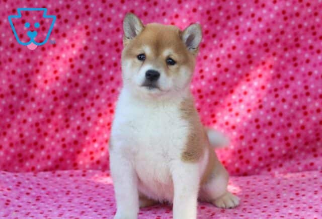 Sweet Pea Shiba Inu2 image