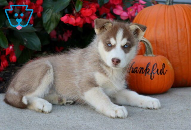 Sweetie Husky image