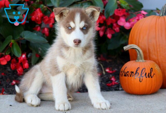 Sweetie Husky2 image