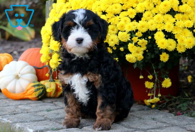 Sweetie Mini Bernedoodle image