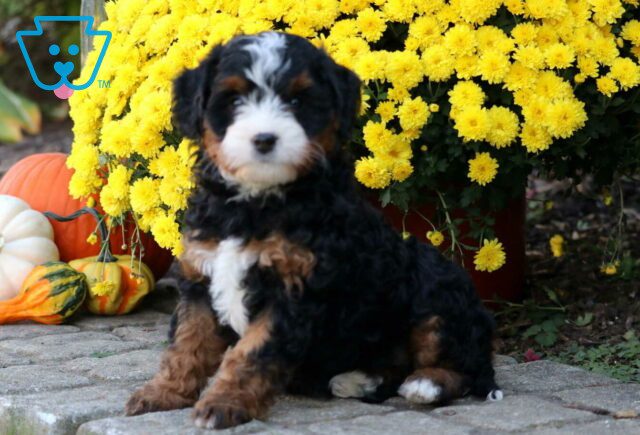 Sweetie Mini Bernedoodle2 image