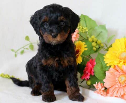 Taffy Cockapoo