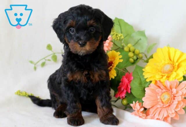 Taffy Cockapoo image