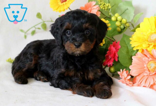Taffy Cockapoo2 image