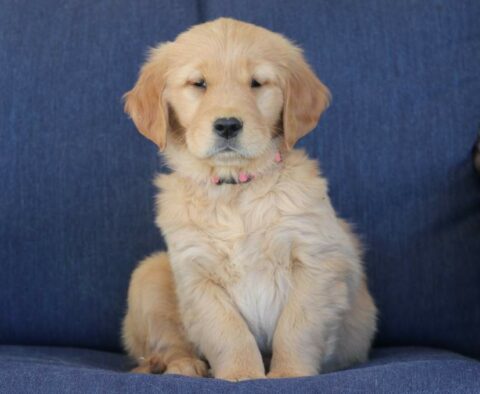 Tandy Golden Retriever