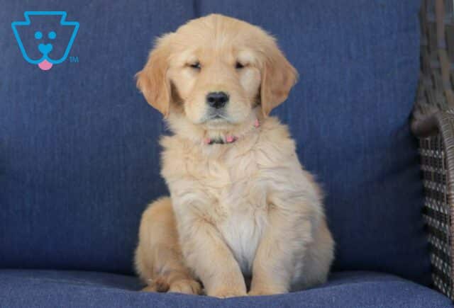 Tandy Golden Retriever image