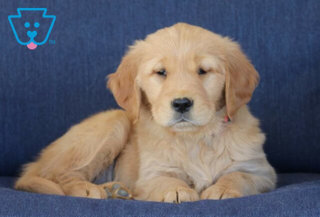 Tandy Golden Retriever2 image