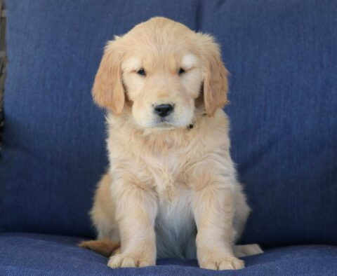 Tee Golden Retriever