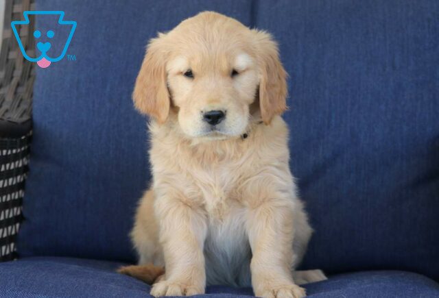 Tee Golden Retriever image
